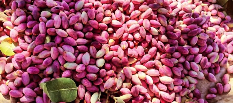 Antep Fıstığında Şok Karar! Ticaret Bakanlığı İthalat İznini Verdi