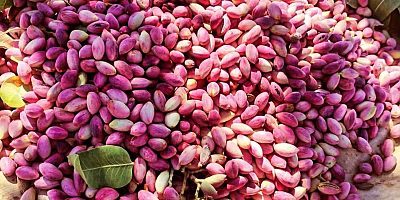 Antep Fıstığında Şok Karar! Ticaret Bakanlığı İthalat İznini Verdi