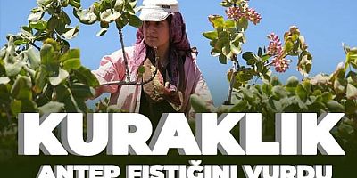 Kuraklık Antep fıstığını vurdu...