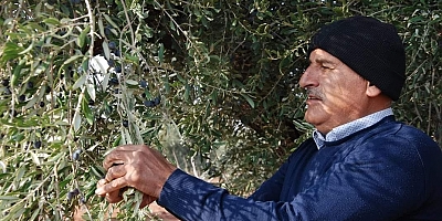 Nizip'te zeytin hasadı başladı